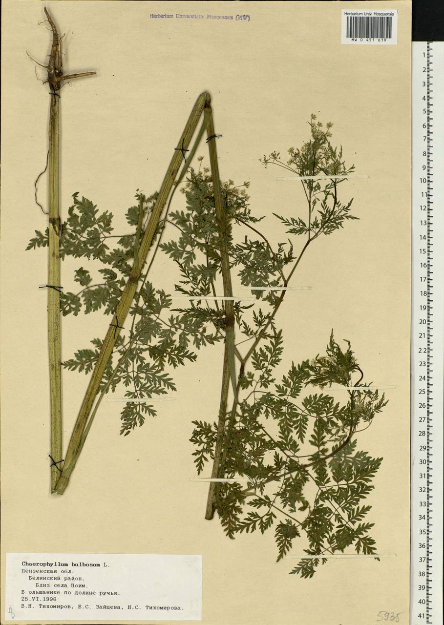 Chaerophyllum bulbosum L., Eastern Europe, Middle Volga region (E8) (Russia)