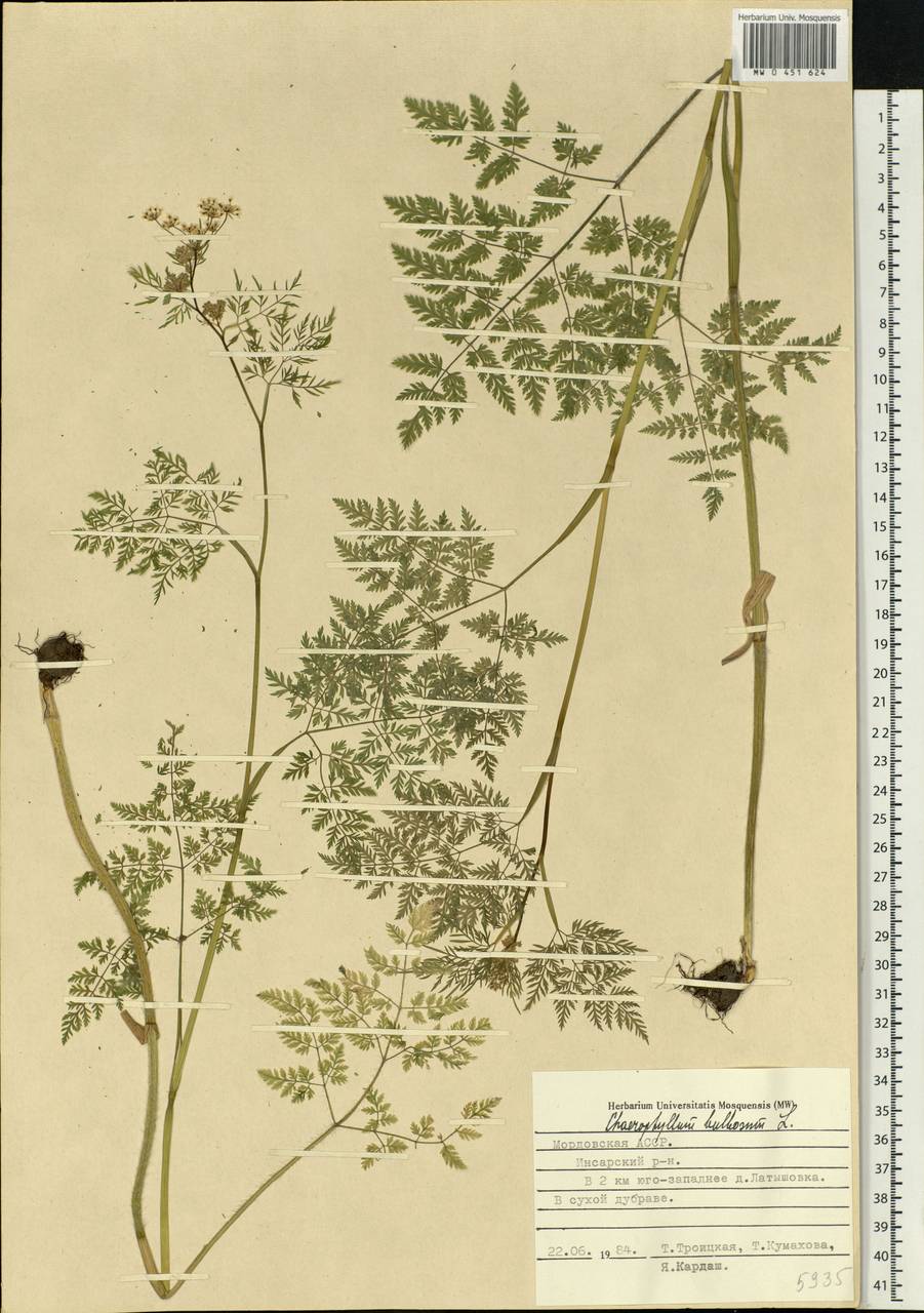 Chaerophyllum bulbosum L., Eastern Europe, Middle Volga region (E8) (Russia)