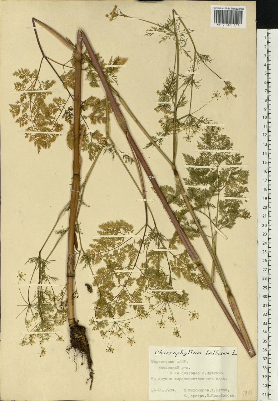 Chaerophyllum bulbosum L., Eastern Europe, Middle Volga region (E8) (Russia)