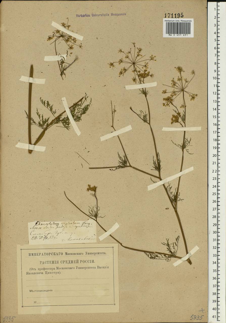 Chaerophyllum bulbosum L., Eastern Europe, Middle Volga region (E8) (Russia)