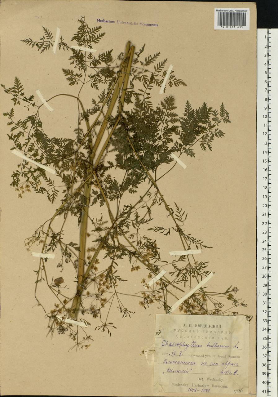 Chaerophyllum bulbosum L., Eastern Europe, Middle Volga region (E8) (Russia)