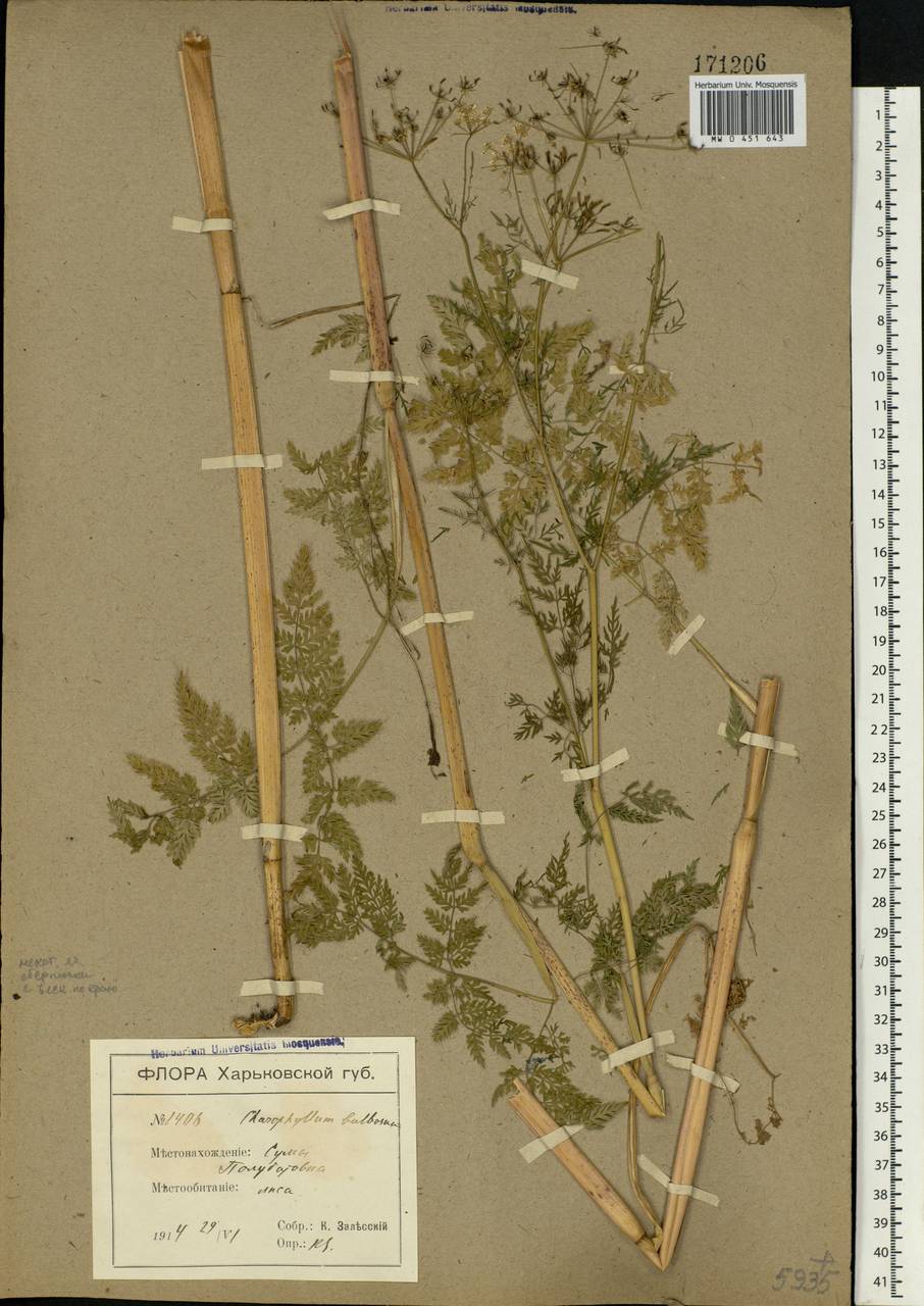 Chaerophyllum bulbosum L., Eastern Europe, North Ukrainian region (E11) (Ukraine)