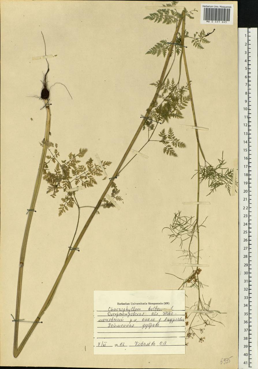 Chaerophyllum bulbosum L., Eastern Europe, South Ukrainian region (E12) (Ukraine)