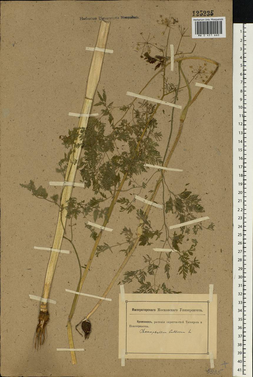 Chaerophyllum bulbosum L., Eastern Europe, Rostov Oblast (E12a) (Russia)