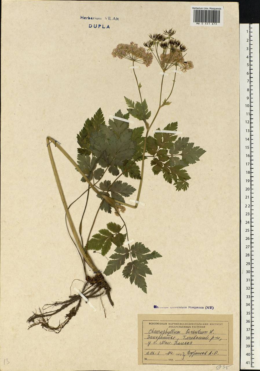 Chaerophyllum hirsutum L., Eastern Europe, West Ukrainian region (E13) (Ukraine)