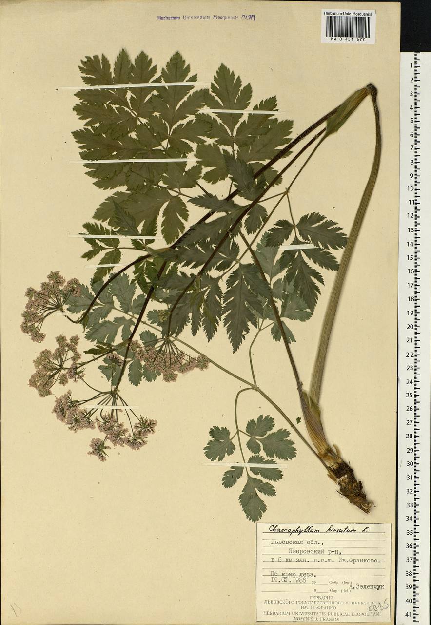 Chaerophyllum hirsutum L., Eastern Europe, West Ukrainian region (E13) (Ukraine)