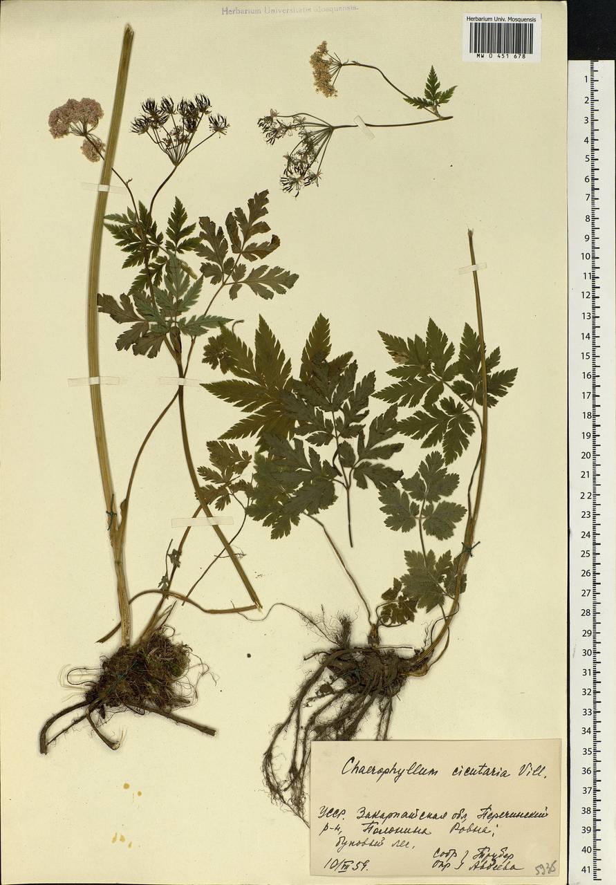 Chaerophyllum hirsutum L., Eastern Europe, West Ukrainian region (E13) (Ukraine)