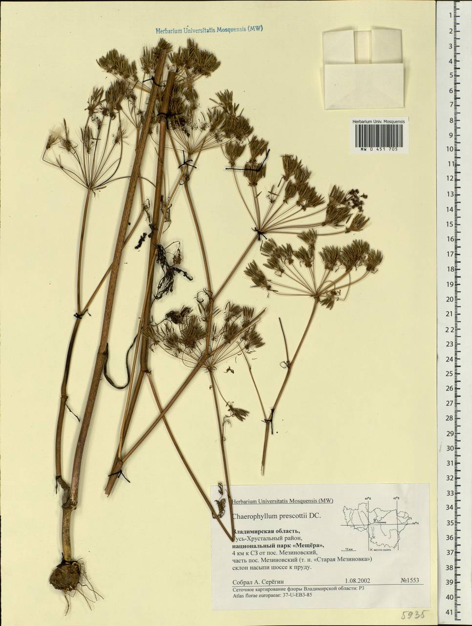 Chaerophyllum prescottii DC., Eastern Europe, Central region (E4) (Russia)