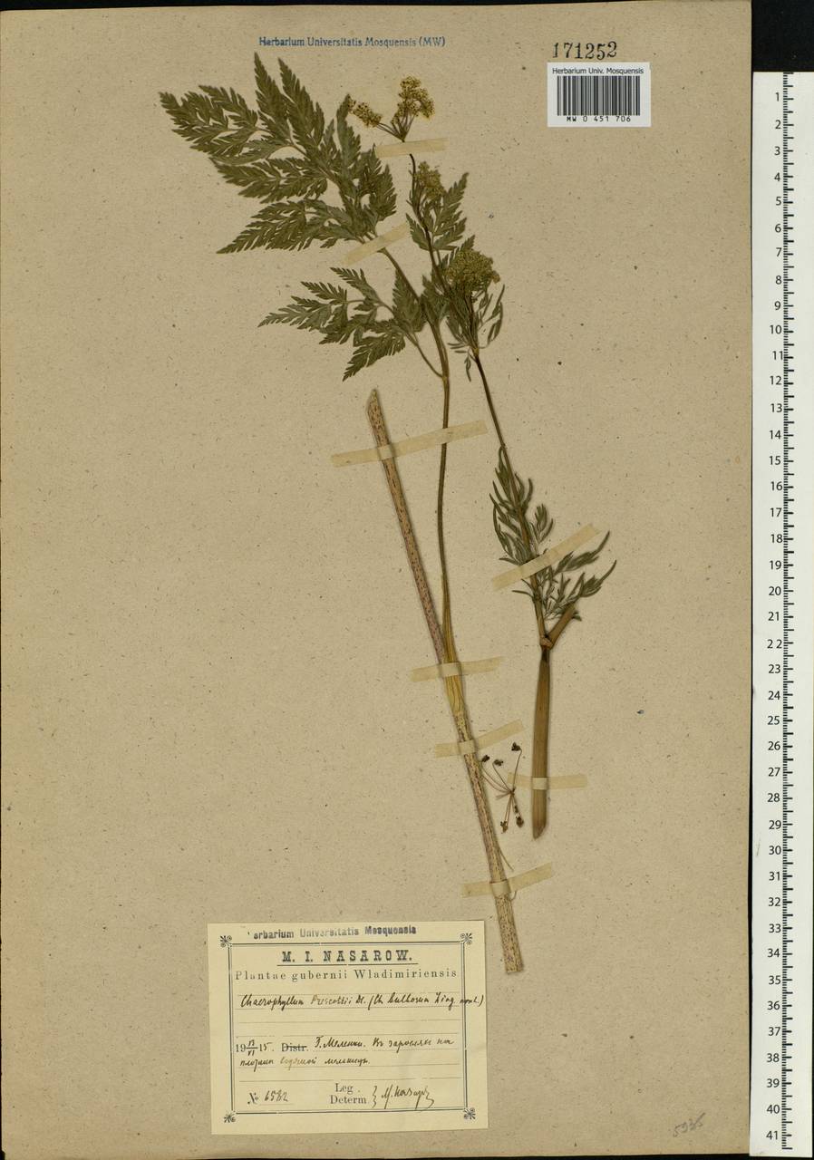 Chaerophyllum prescottii DC., Eastern Europe, Central region (E4) (Russia)