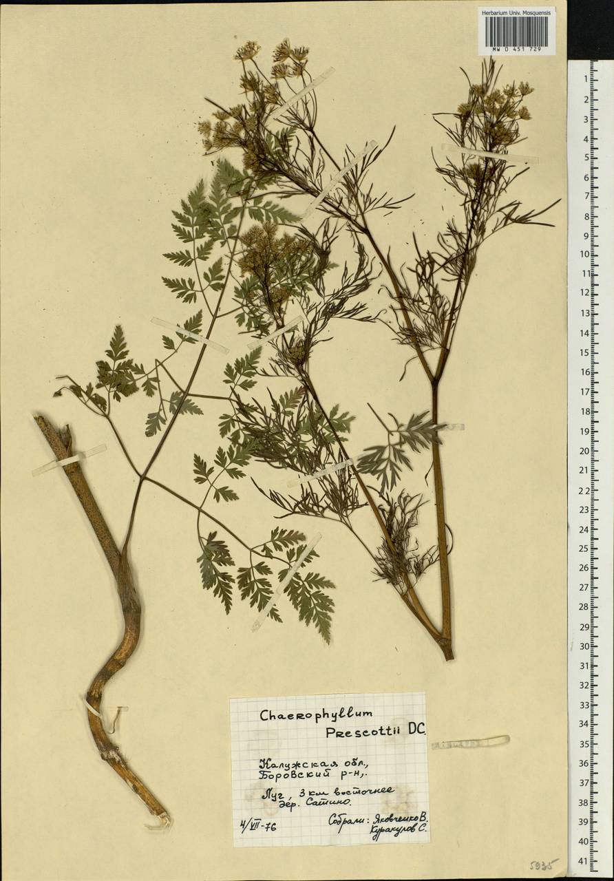 Chaerophyllum prescottii DC., Eastern Europe, Central region (E4) (Russia)