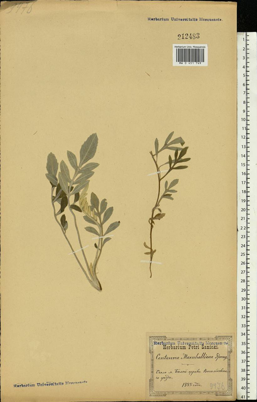 Psephellus marschallianus (Spreng.) K. Koch, Eastern Europe, North Ukrainian region (E11) (Ukraine)