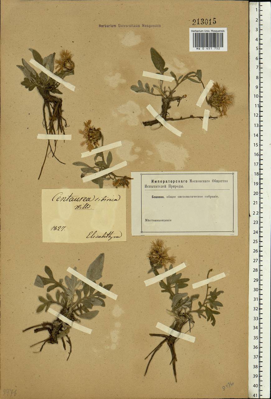 Psephellus marschallianus (Spreng.) K. Koch, Eastern Europe, South Ukrainian region (E12) (Ukraine)