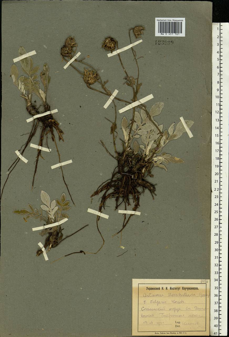 Psephellus marschallianus (Spreng.) C. Koch, Eastern Europe, South Ukrainian region (E12) (Ukraine)