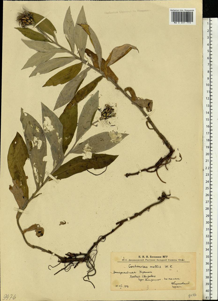 Centaurea mollis Waldst. & Kit., Eastern Europe, West Ukrainian region (E13) (Ukraine)