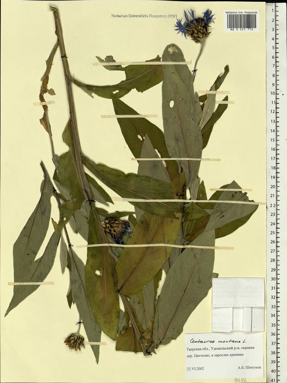 Centaurea montana L., Eastern Europe, North-Western region (E2) (Russia)