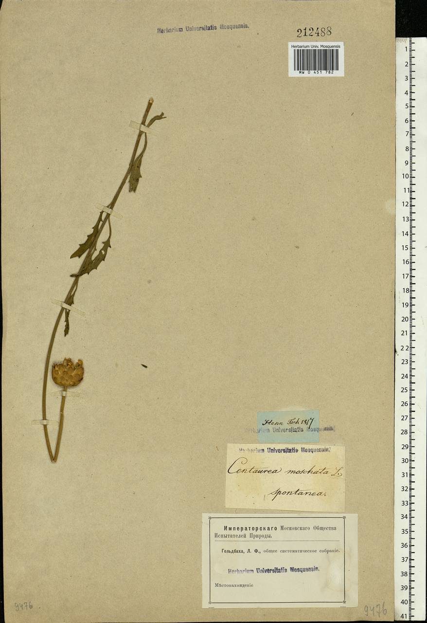 Amberboa moschata (L.) DC., Eastern Europe, Rostov Oblast (E12a) (Russia)