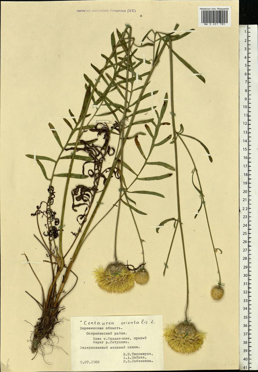 Centaurea orientalis L., Eastern Europe, Central forest-and-steppe region (E6) (Russia)