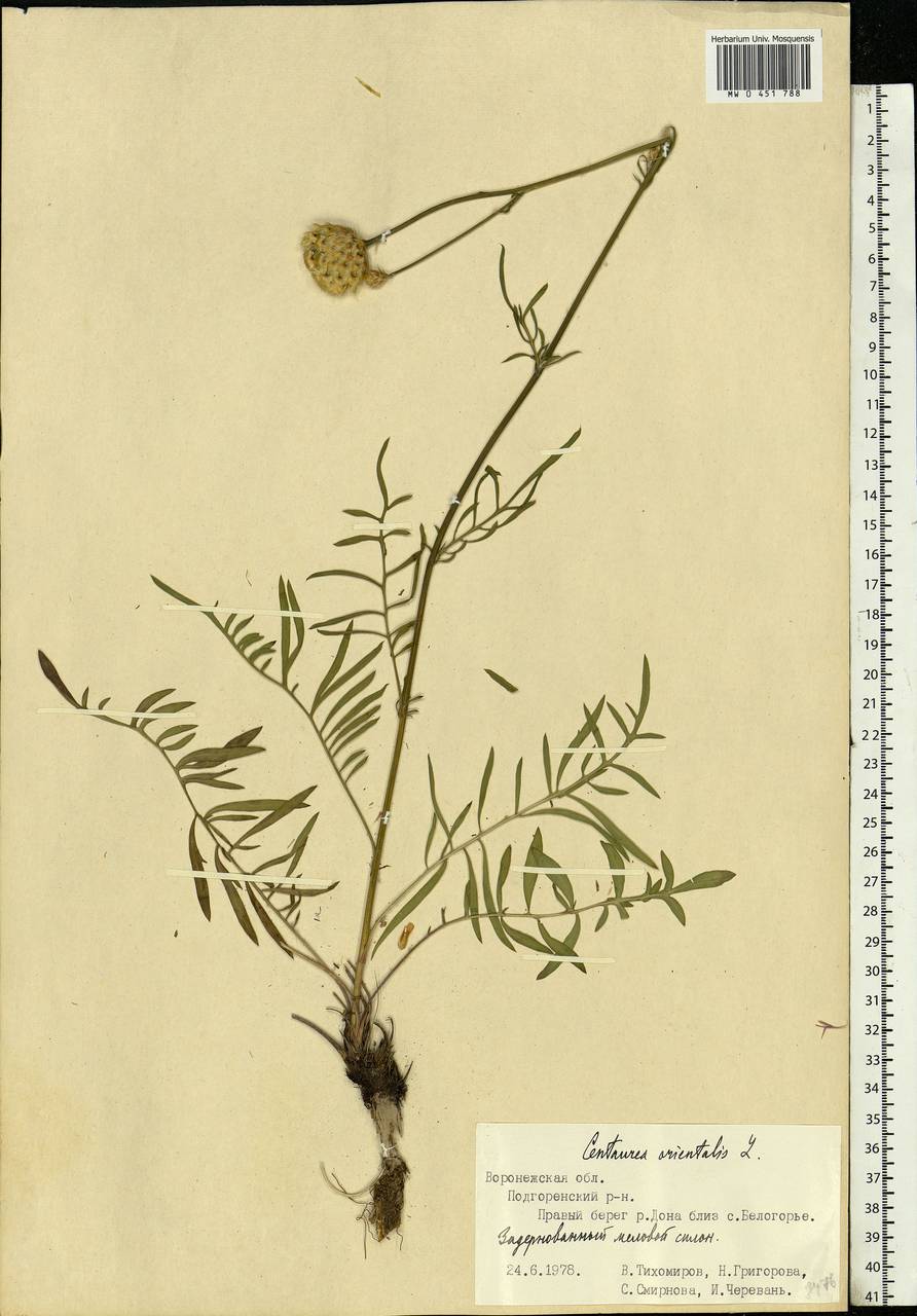 Centaurea orientalis L., Eastern Europe, Central forest-and-steppe region (E6) (Russia)