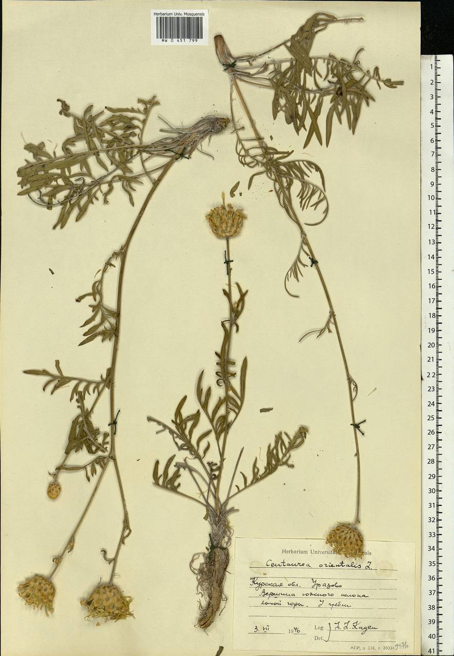 Centaurea orientalis L., Eastern Europe, Central forest-and-steppe region (E6) (Russia)