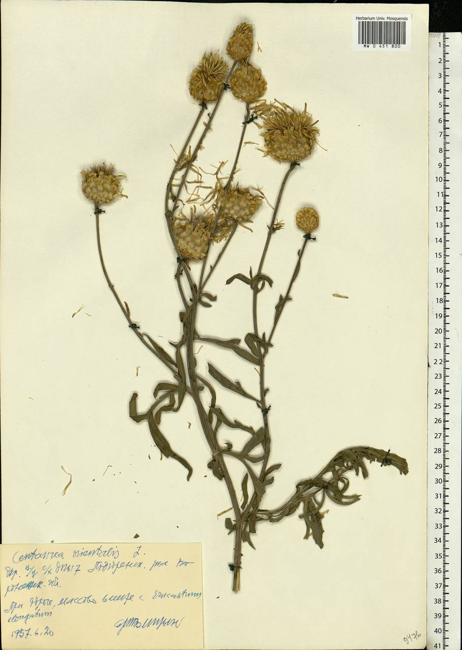 Centaurea orientalis L., Eastern Europe, Central forest-and-steppe region (E6) (Russia)