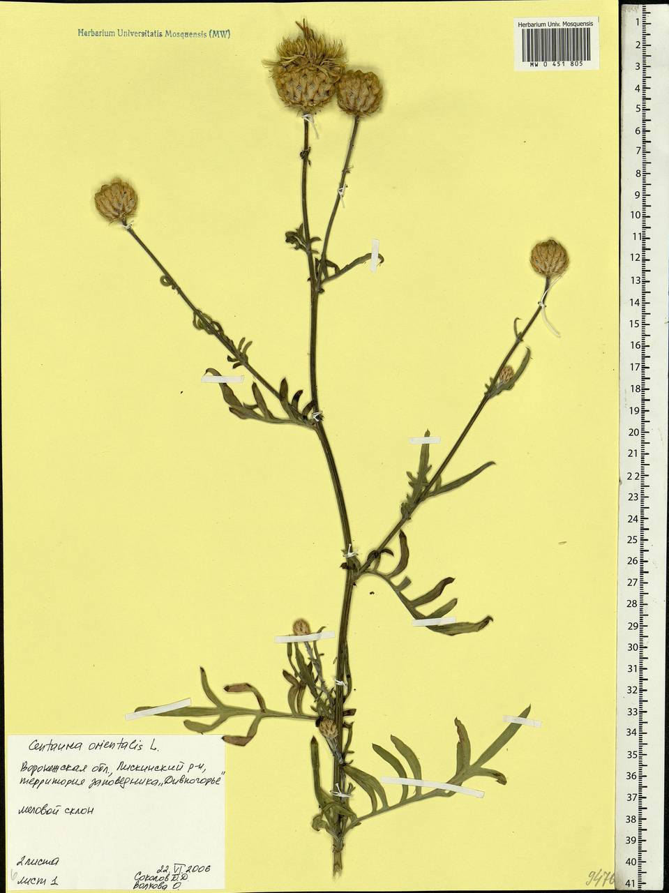 Centaurea orientalis L., Eastern Europe, Central forest-and-steppe region (E6) (Russia)