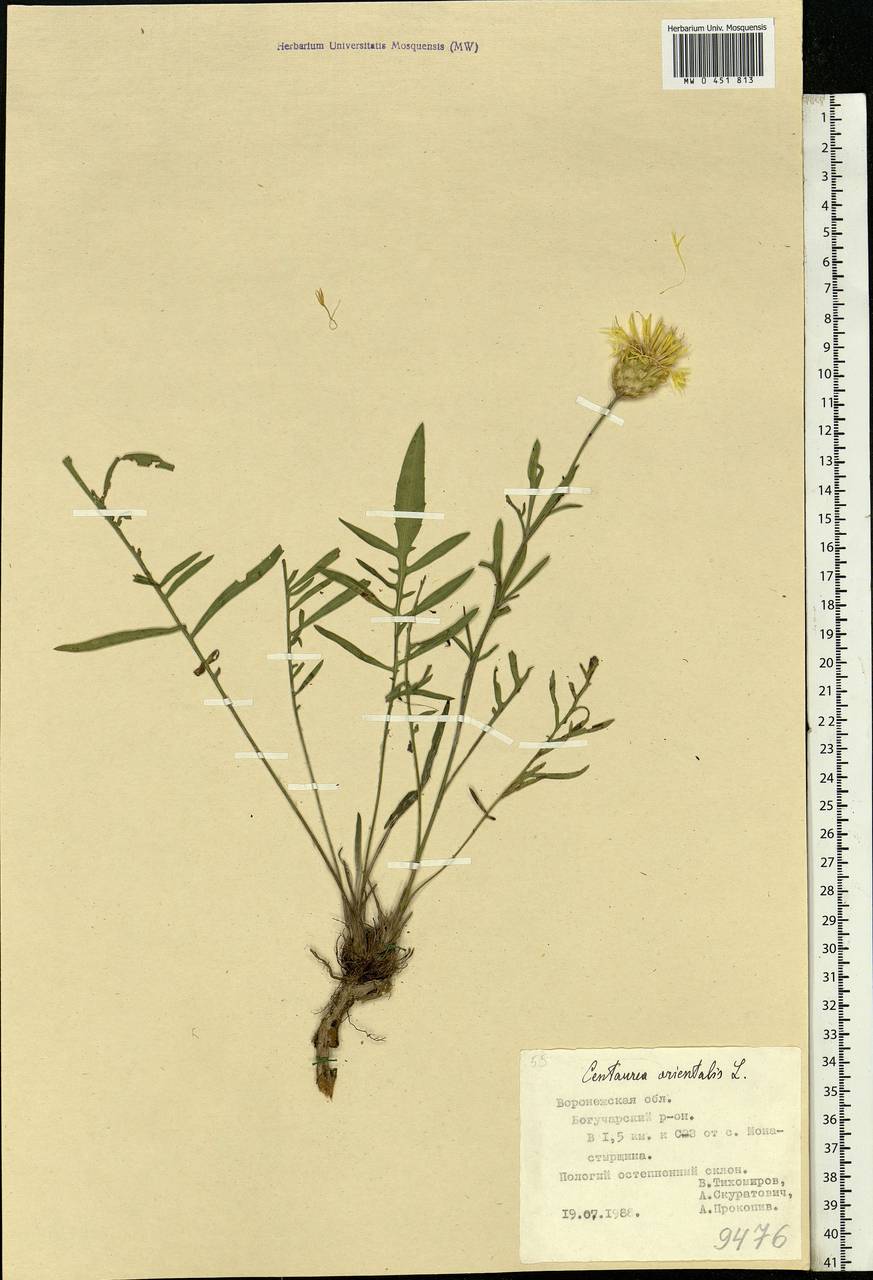 Centaurea orientalis L., Eastern Europe, Central forest-and-steppe region (E6) (Russia)