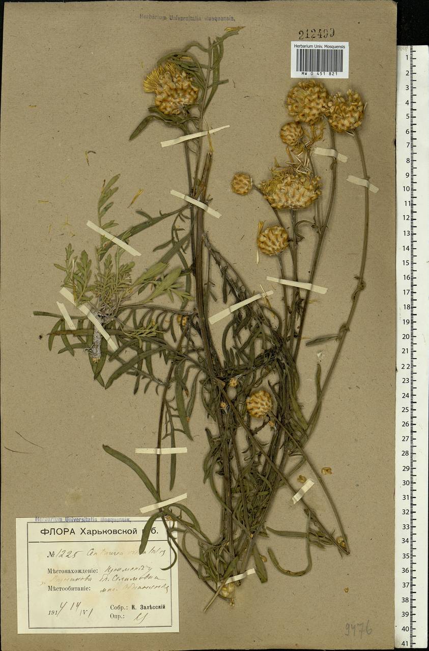 Centaurea orientalis L., Eastern Europe, South Ukrainian region (E12) (Ukraine)