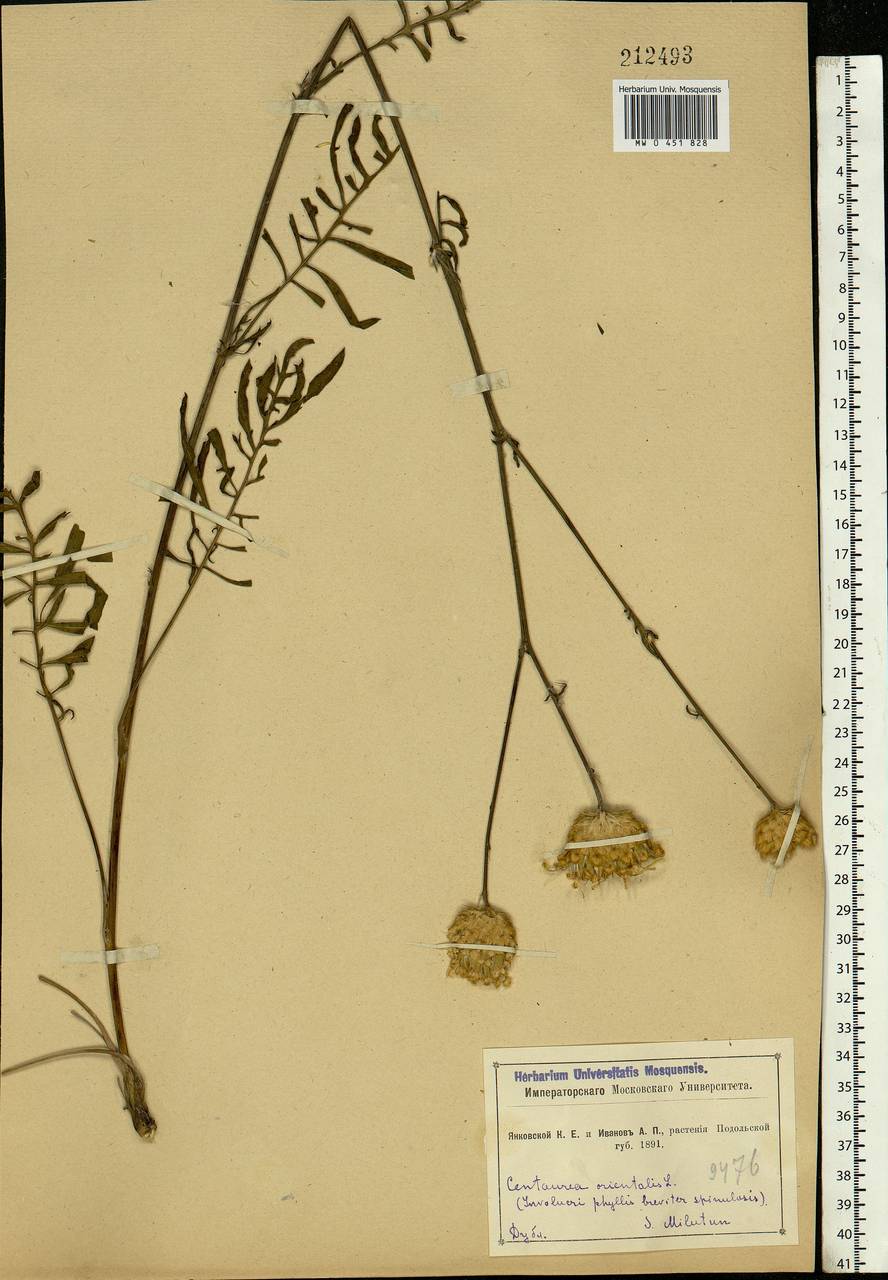 Centaurea orientalis L., Eastern Europe, South Ukrainian region (E12) (Ukraine)