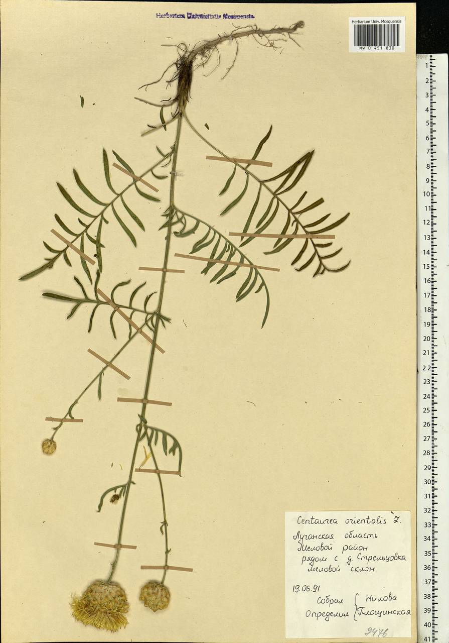 Centaurea orientalis L., Eastern Europe, North Ukrainian region (E11) (Ukraine)