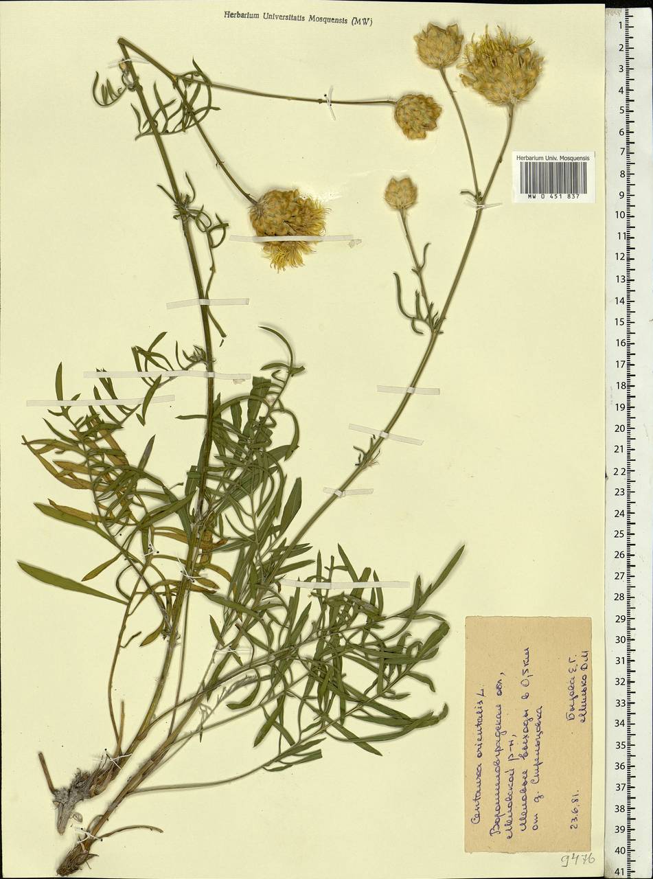 Centaurea orientalis L., Eastern Europe, North Ukrainian region (E11) (Ukraine)
