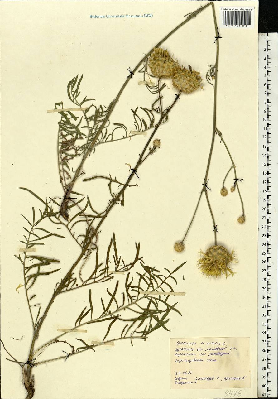 Centaurea orientalis L., Eastern Europe, North Ukrainian region (E11) (Ukraine)