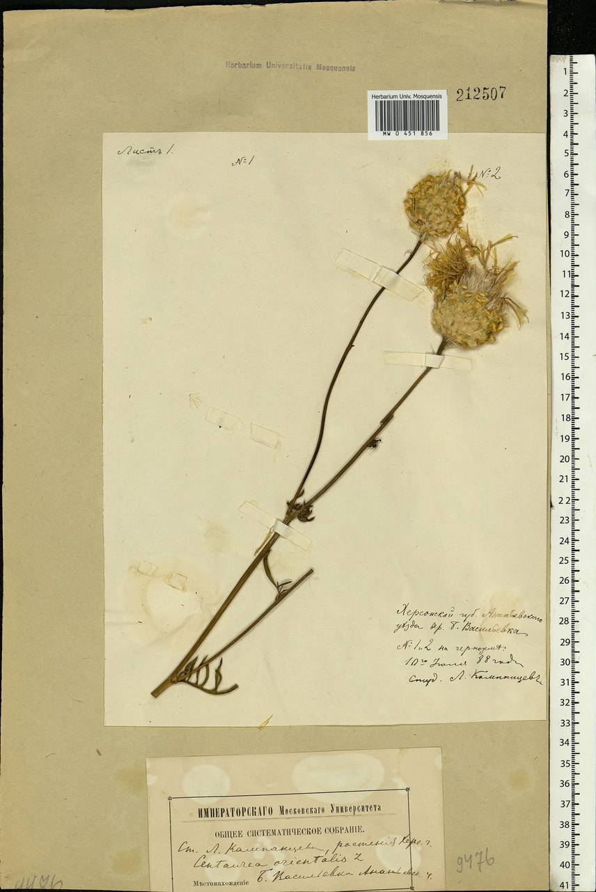 Centaurea orientalis L., Eastern Europe, South Ukrainian region (E12) (Ukraine)
