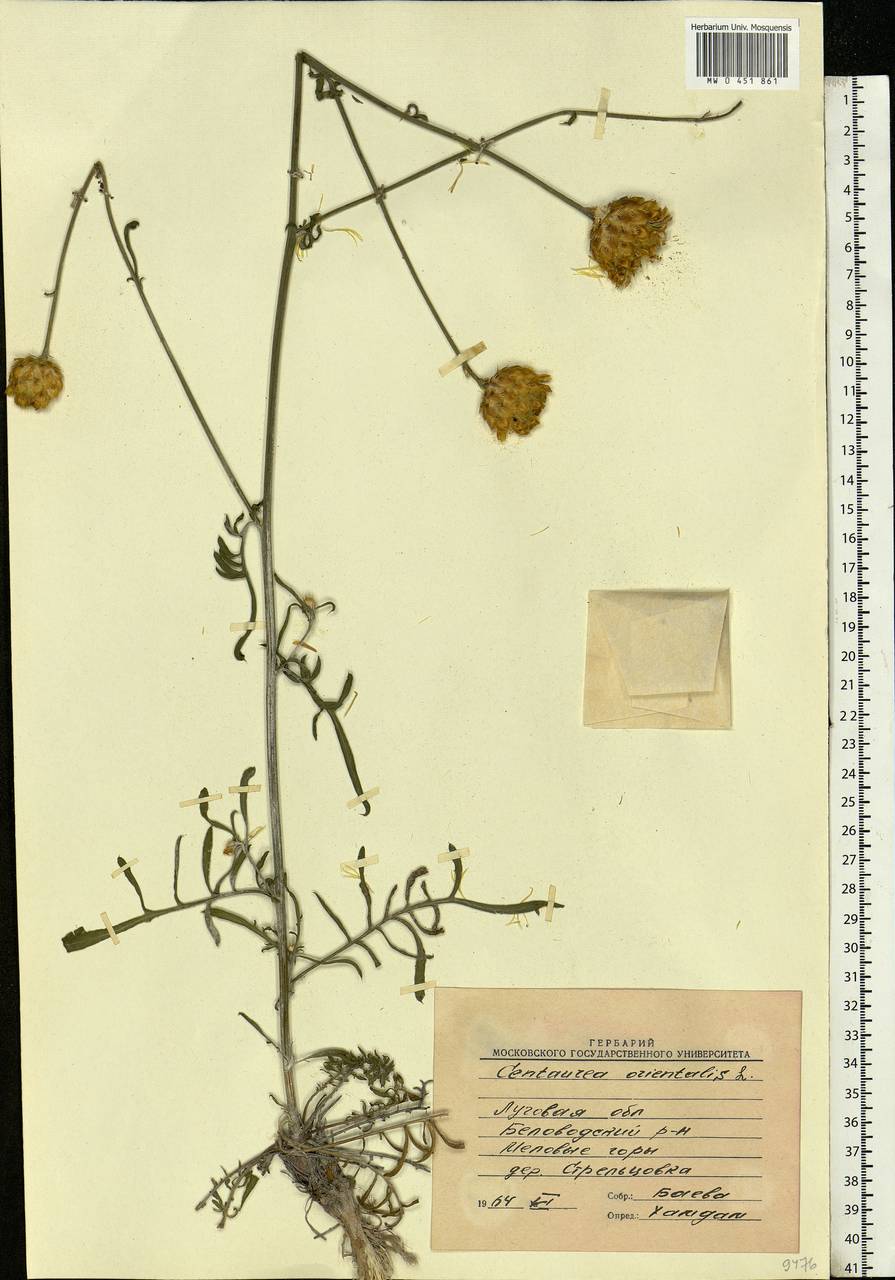 Centaurea orientalis L., Eastern Europe, North Ukrainian region (E11) (Ukraine)