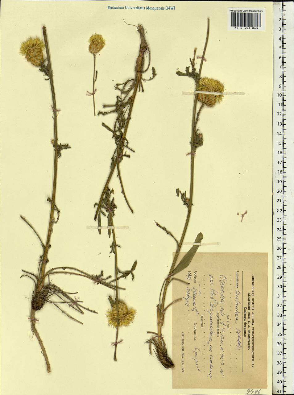 Centaurea orientalis L., Eastern Europe, South Ukrainian region (E12) (Ukraine)