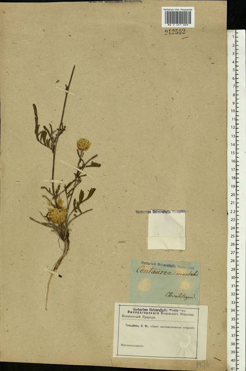 Centaurea orientalis L., Eastern Europe, South Ukrainian region (E12) (Ukraine)