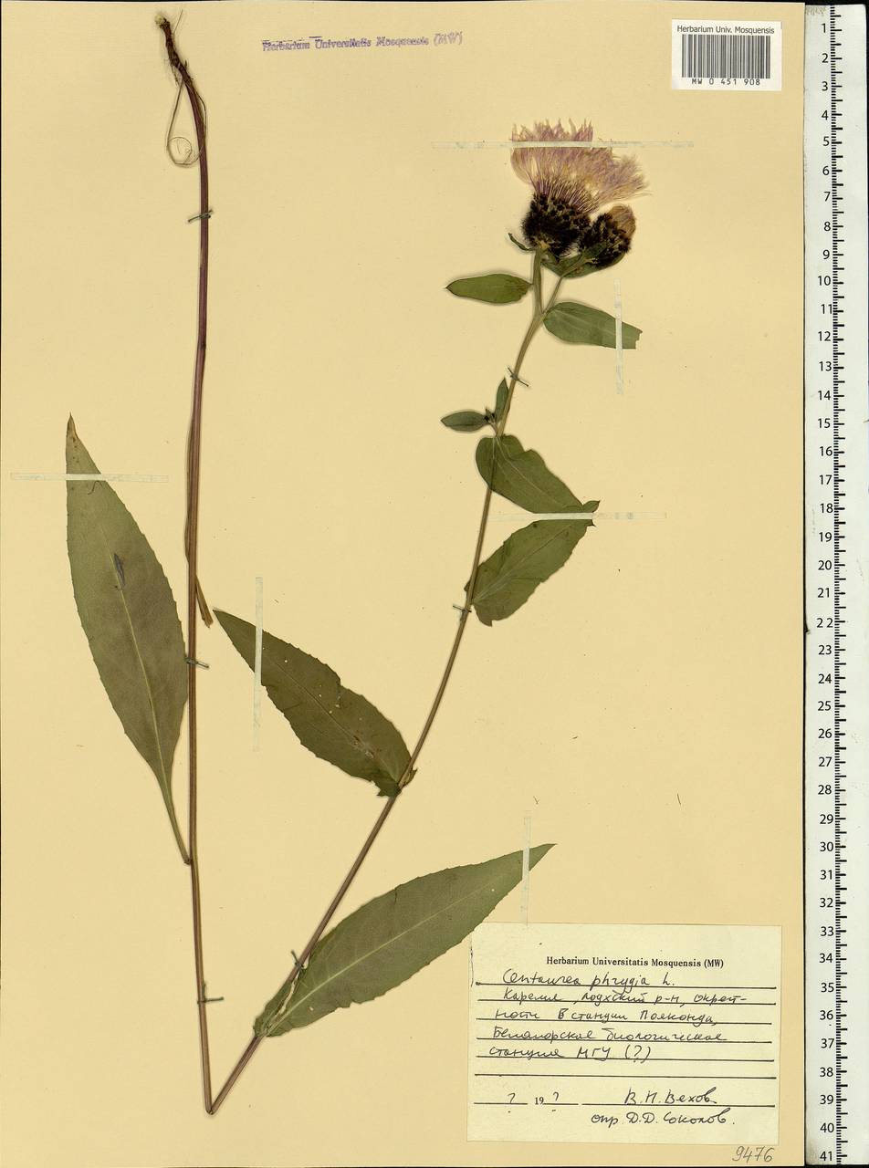 Centaurea phrygia L., Eastern Europe, Northern region (E1) (Russia)