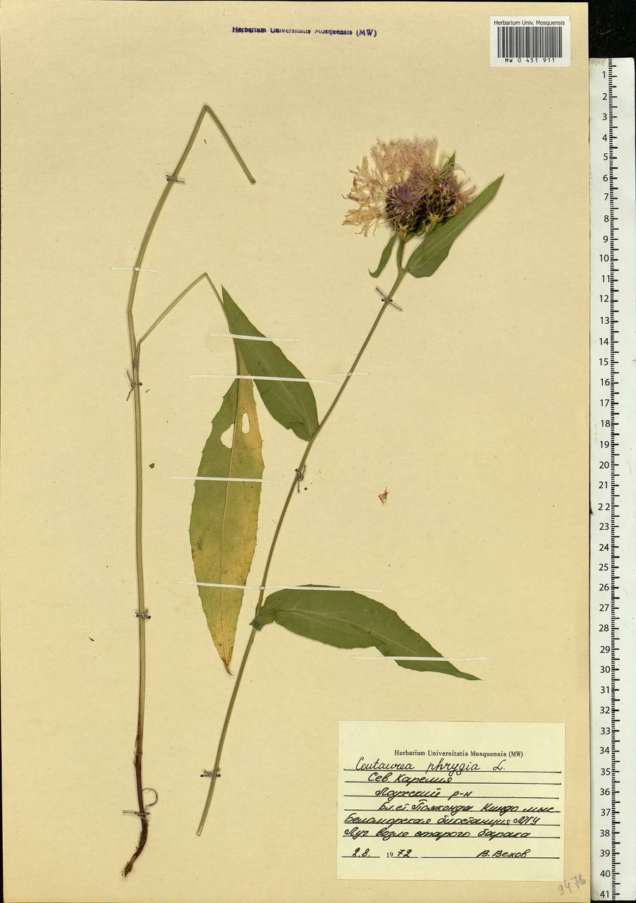 Centaurea phrygia L., Eastern Europe, Northern region (E1) (Russia)
