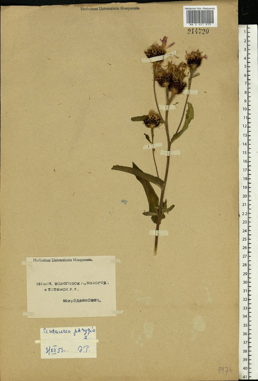 Centaurea phrygia L., Eastern Europe, Northern region (E1) (Russia)