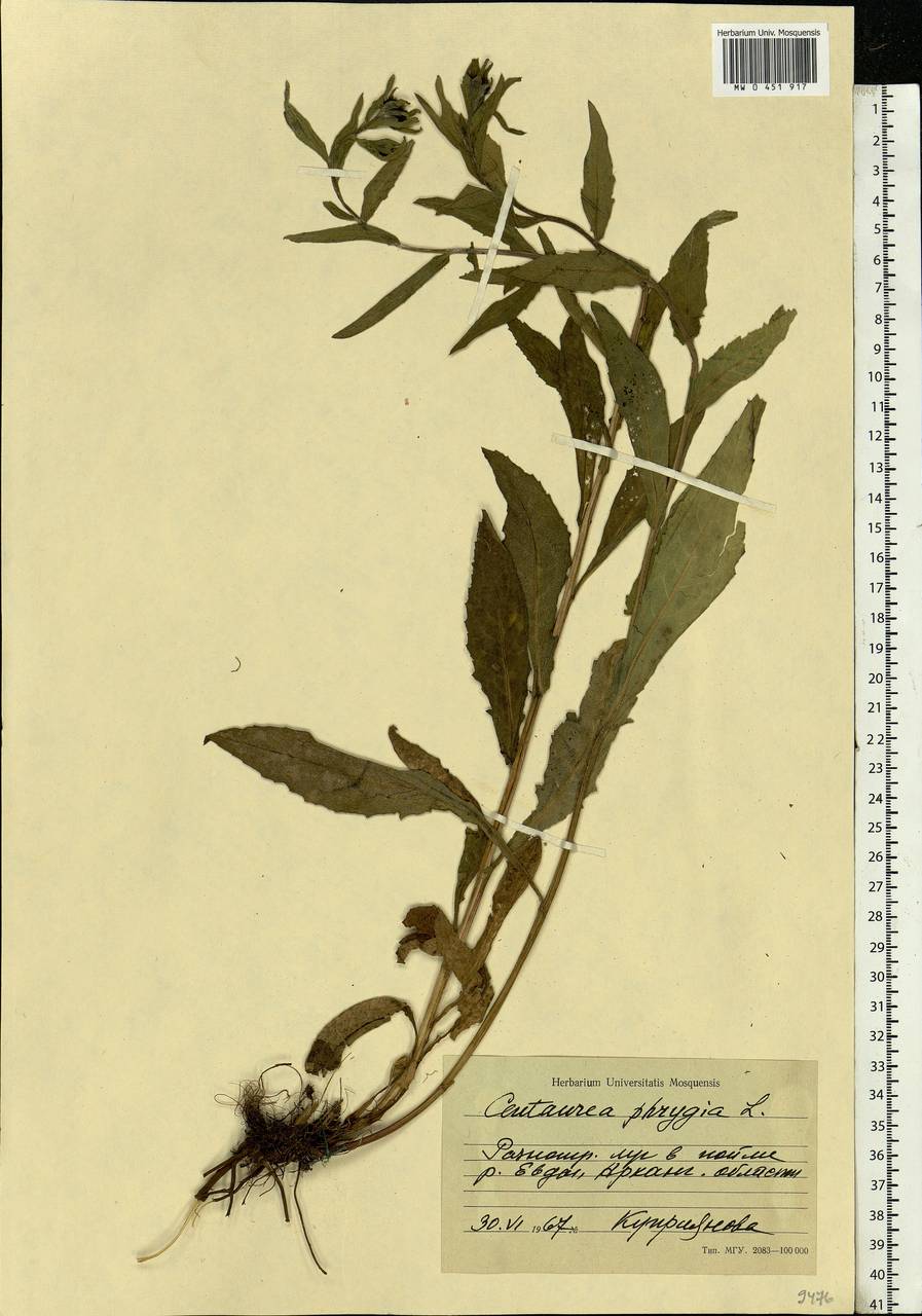 Centaurea phrygia L., Eastern Europe, Northern region (E1) (Russia)