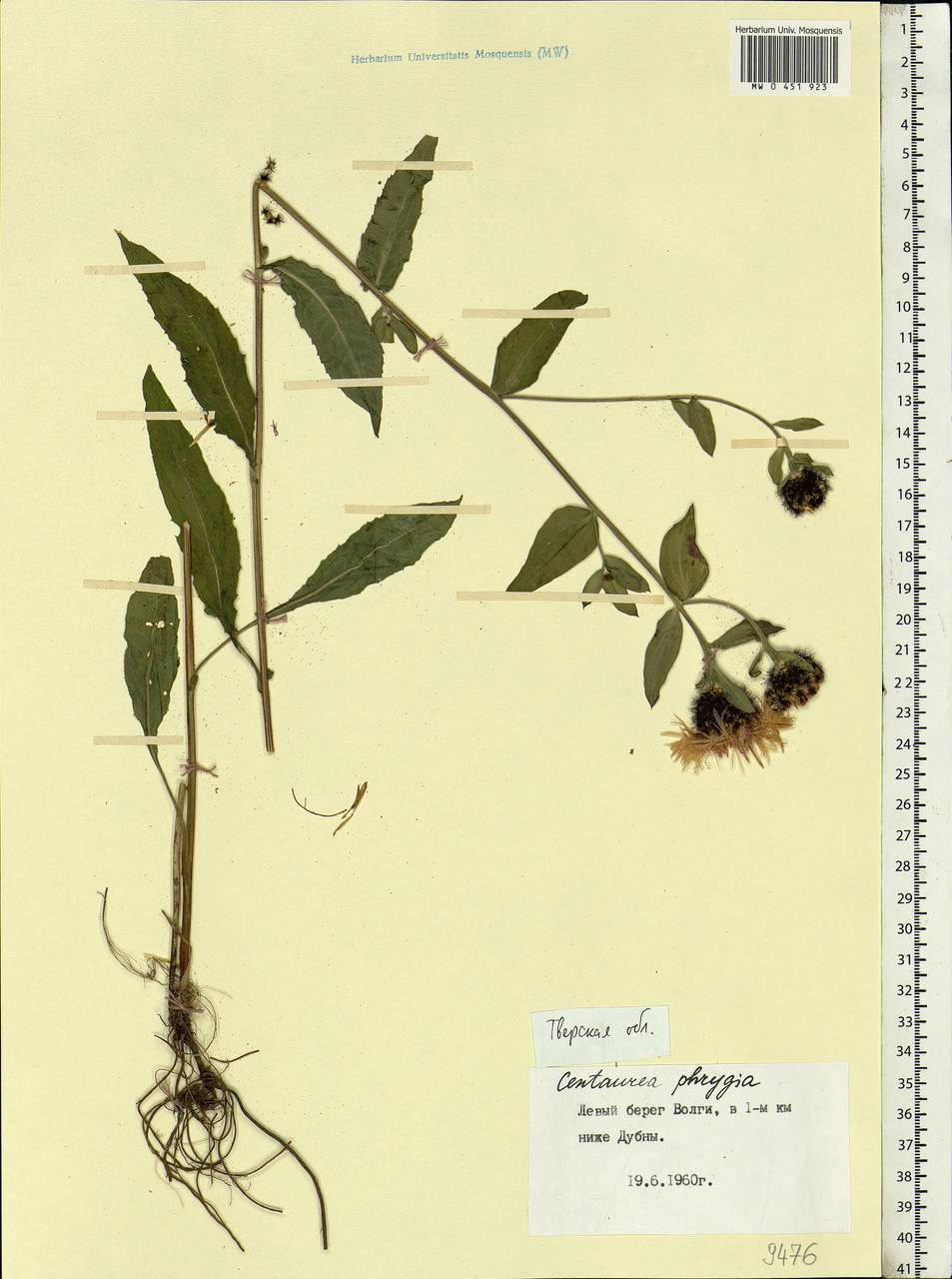 Centaurea phrygia L., Eastern Europe, North-Western region (E2) (Russia)