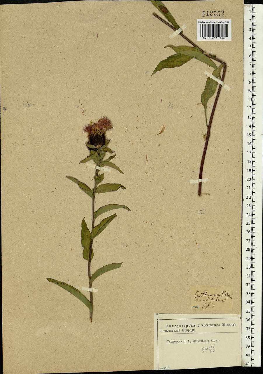 Centaurea phrygia L., Eastern Europe, Western region (E3) (Russia)