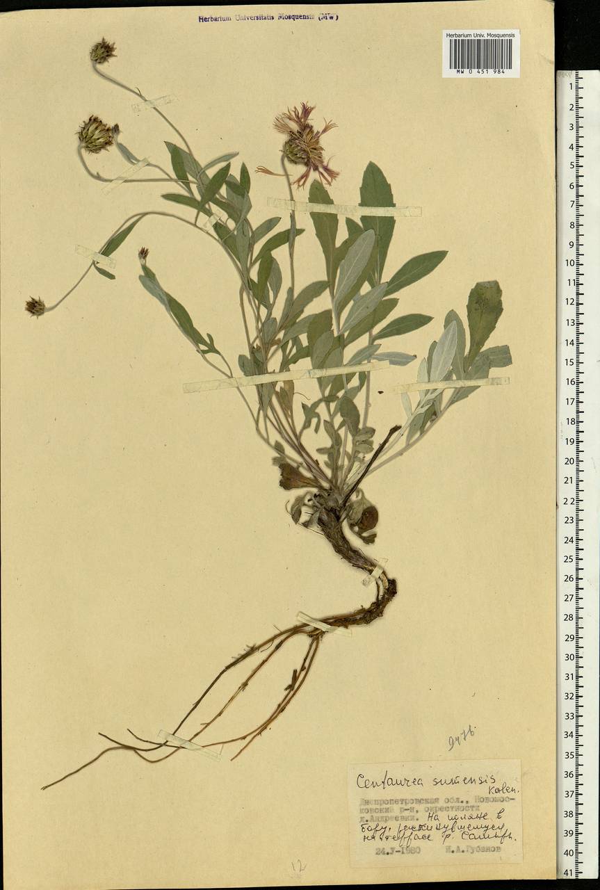 Psephellus marschallianus (Spreng.) C. Koch, Eastern Europe, South Ukrainian region (E12) (Ukraine)