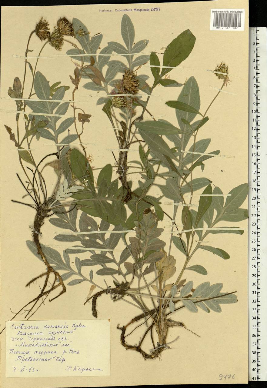 Psephellus marschallianus (Spreng.) K. Koch, Eastern Europe, South Ukrainian region (E12) (Ukraine)