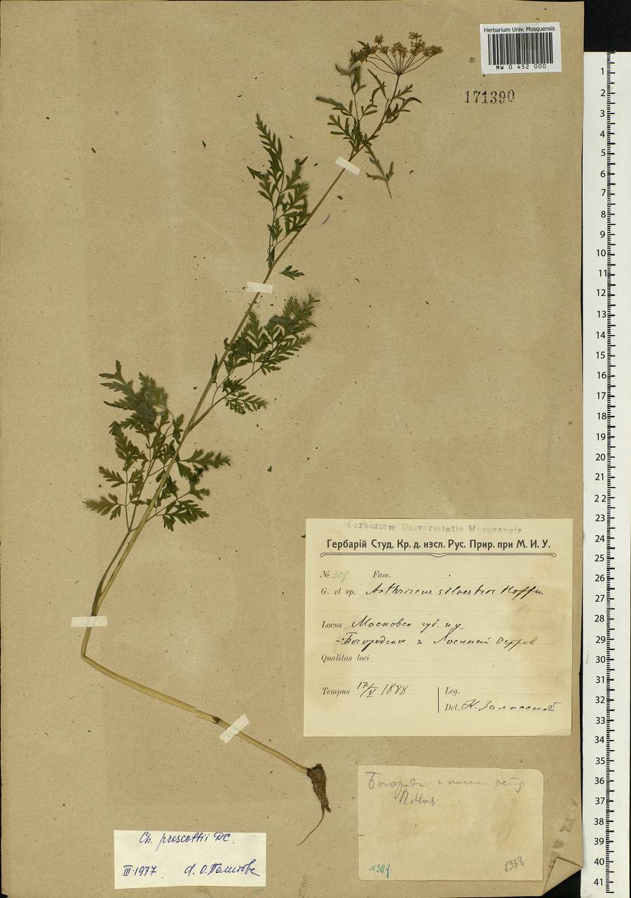 Chaerophyllum prescottii DC., Eastern Europe, Moscow region (E4a) (Russia)