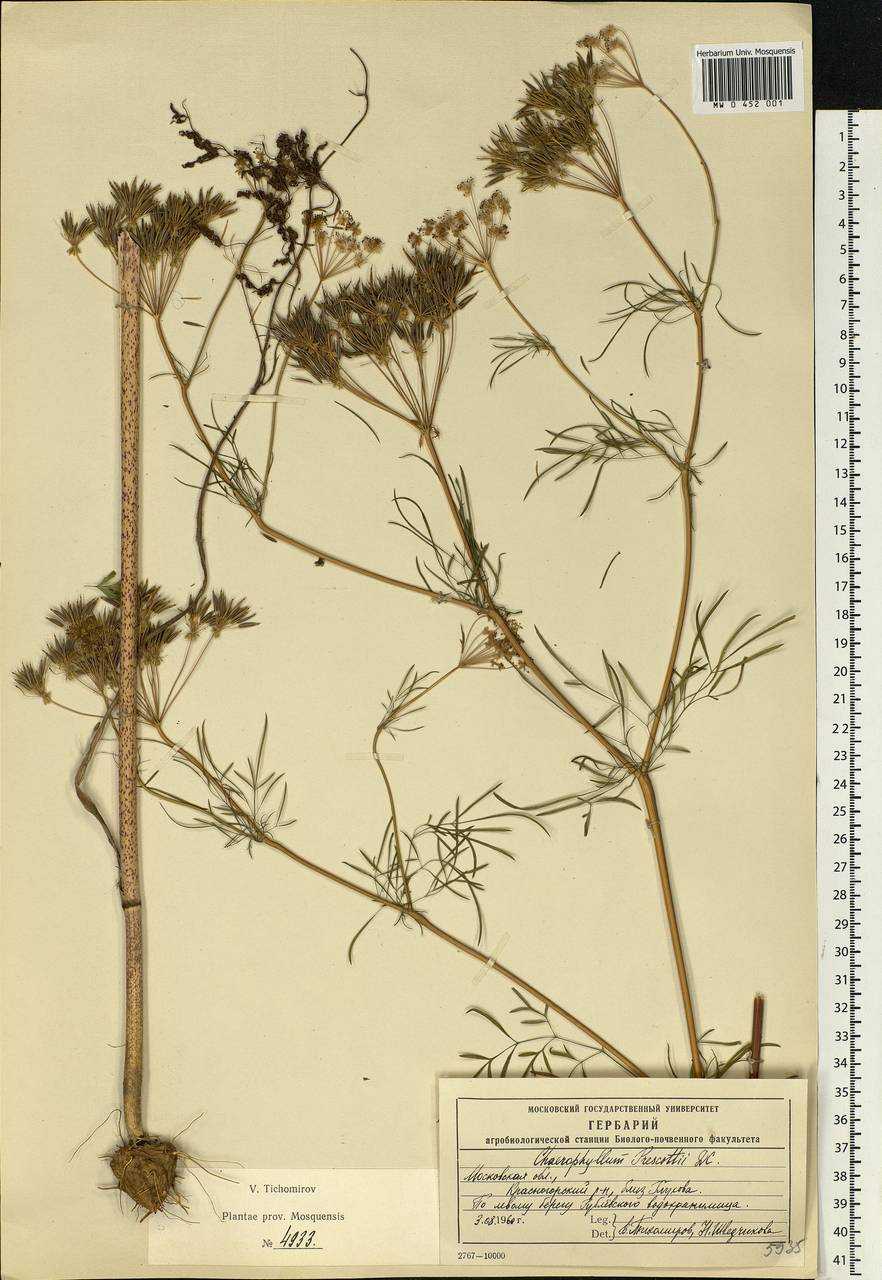 Chaerophyllum prescottii DC., Eastern Europe, Moscow region (E4a) (Russia)