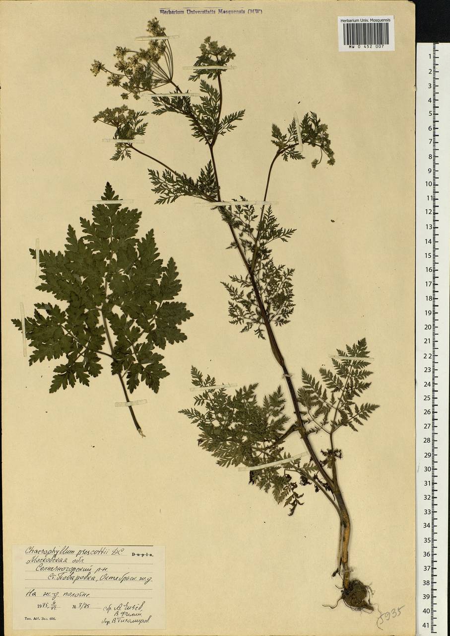 Chaerophyllum prescottii DC., Eastern Europe, Moscow region (E4a) (Russia)