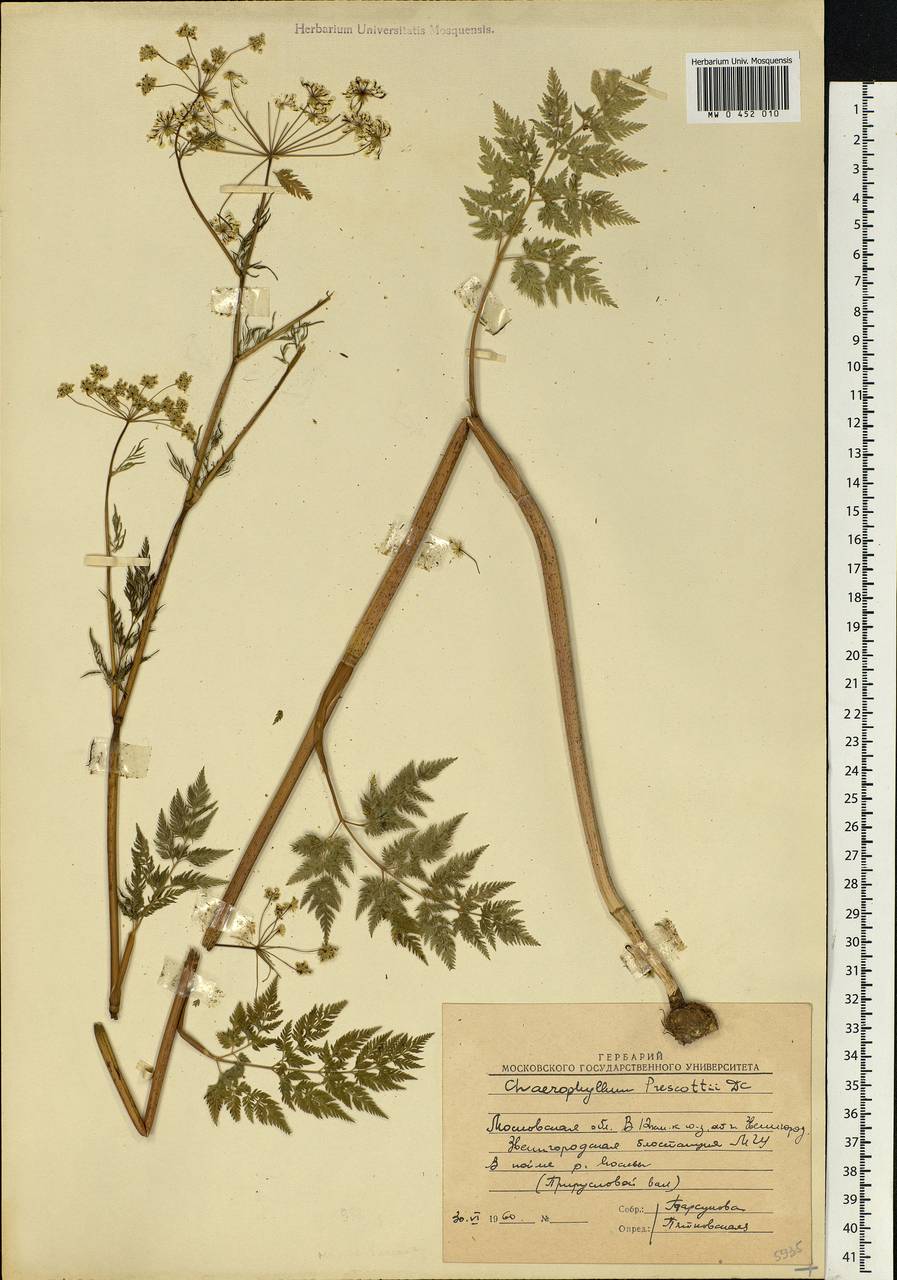 Chaerophyllum prescottii DC., Eastern Europe, Moscow region (E4a) (Russia)