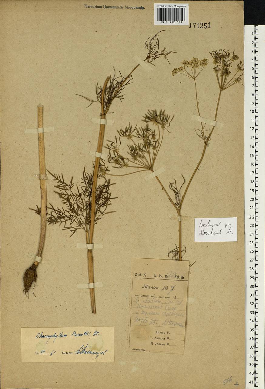 Chaerophyllum prescottii DC., Eastern Europe, Moscow region (E4a) (Russia)