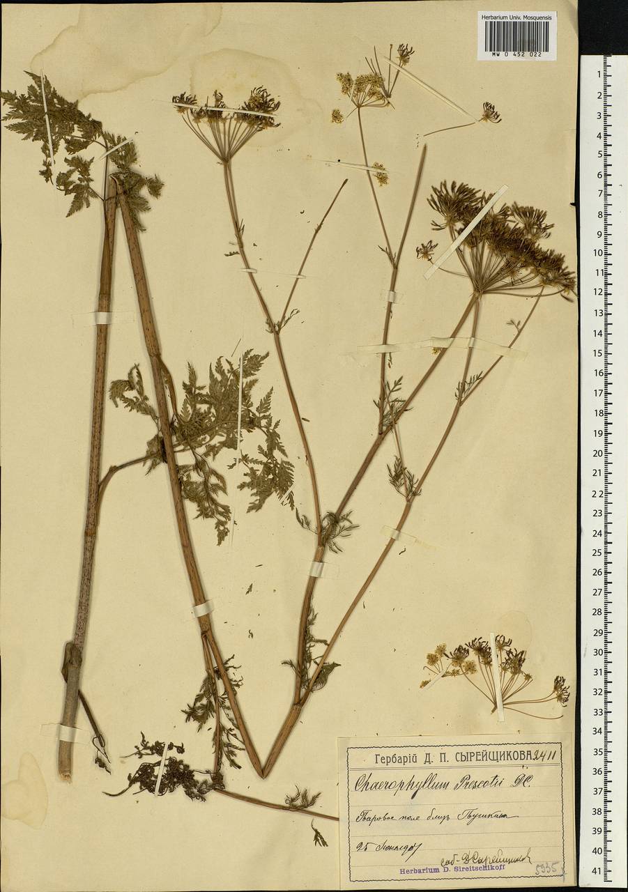 Chaerophyllum prescottii DC., Eastern Europe, Moscow region (E4a) (Russia)