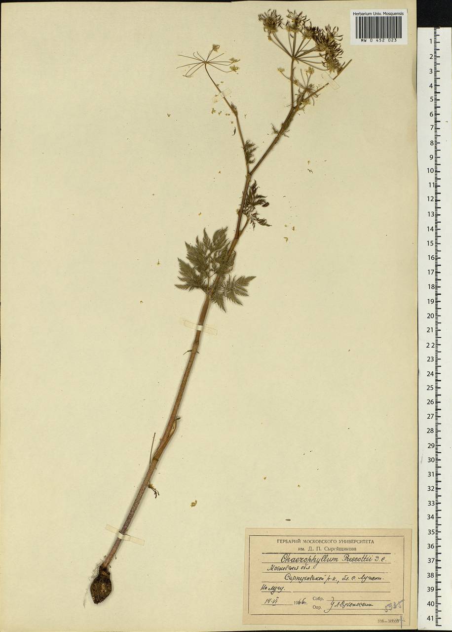 Chaerophyllum prescottii DC., Eastern Europe, Moscow region (E4a) (Russia)